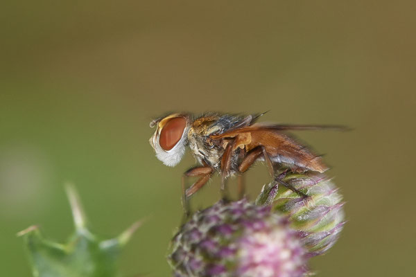 Ectophasia crassipennis / Breitflügelige Raupenfliege - WES Drevenacker Dünen - (25.07.2020)