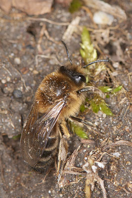 Nr.0072 - Colletes cunicularis - OB - Halde Prosper Haniel - 51°32`48.20" 6°52`34.28" -  (28.03.2019)