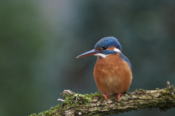 Eisvogelweibchen im Garten - (14.11.2019)