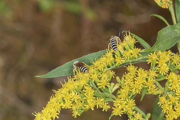 Nr.17/12 - Halictus scabiosae - OB/E-LMB - (16.10.2018)