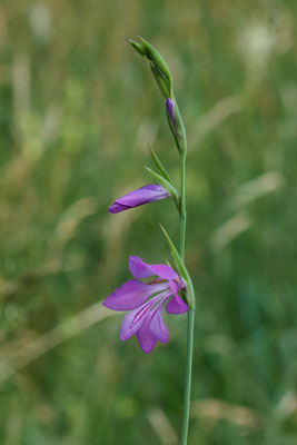 Sumpf-Siegwurz - (Urlaub im Allgäu / Bayern vom  08.06. bis 19.06.2025)