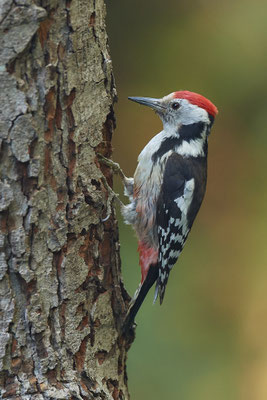 Mittelspecht - Nettetal Rohrdommelprojekt de Wittsee - (23.05.2019)
