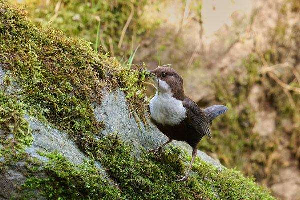 Wasseramsel