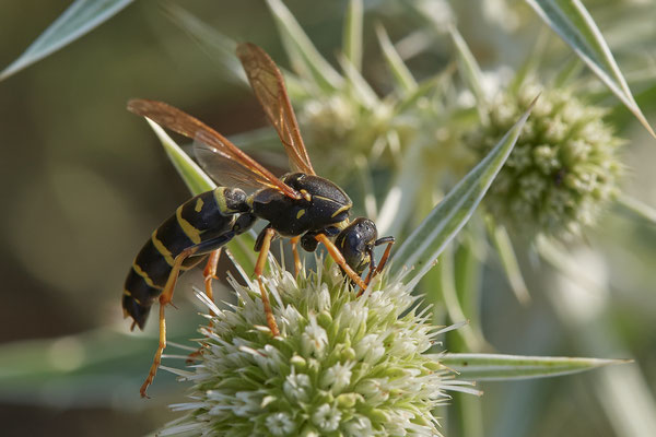 Polistes dominula / Gallische Feldwespe - Dinslaken Emschermündung - 51°33`56.26" 6°41`27.74" - (08.08.2020)