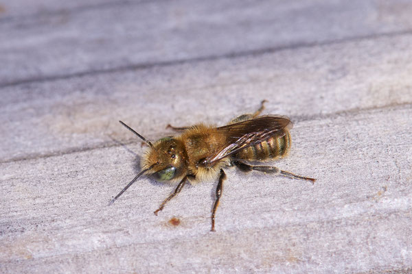 Nr.0256 - OB - Am Bienenhotel Haus Ripshorst - 51°29`33.15" 6°54`03.34" - (16.04.2019)