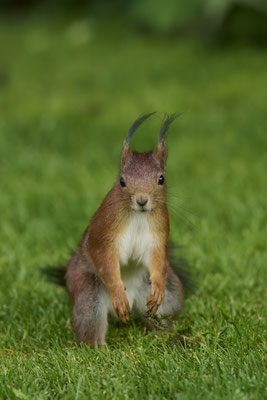Heute im Garten - Eichhörnchen