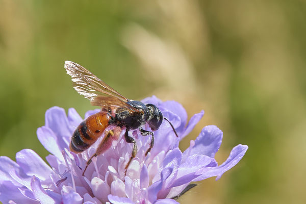 Nr.0927 - Andrena hattorfiana / Knautien-Sandbiene - OB Haus Ripshorst - 51°29`30.43" 6°54`05.41" - (28.06.2019)