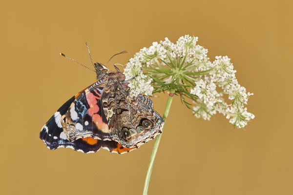Admiral - Mehr Fotos und Schlupf > Tiere > Insekten > Schmetterling-Admiral - (25.08.2021)