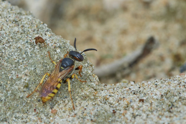 Nr.0509 - Philanthus triangulum / Bienenwolf, sehr früh im Jahr - OB LMB - 51°29`11.55" 6°53`53.48" - (11.05.2019)