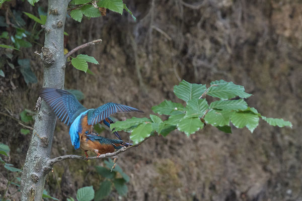 Eisvogel - Kopula - Serie von 7 Fotos - (19.05.2020) Leider nicht knackscharf wegen zu großer Entfernung
