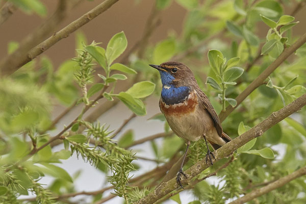 Blaukehlchen