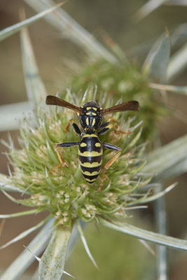 Polistes dominula / Gallische Feldwespe - Dinslaken Emschermündung - 51°33`56.26" 6°41`27.74" - (08.08.2020)