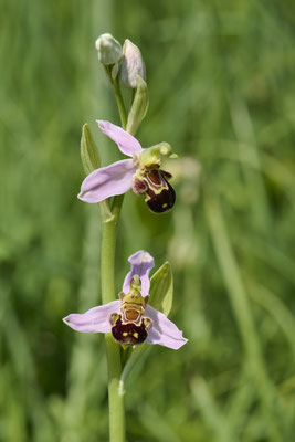 Bienen-Ragwurz