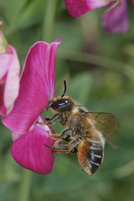 Megachile willughbiella / Garten-Blattschneiderbiene - Bottrop Halde Schöttelheide - 51°33`41.04" 6°53`39.96" - (01.08.2020)