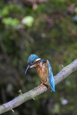 Eisvogel