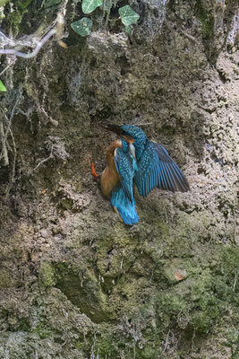 Eisvogel