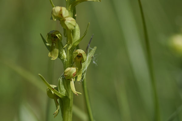 Orchideen in der Eifel - Ohnhorn / Hängender Mensch - (01.06.2019)