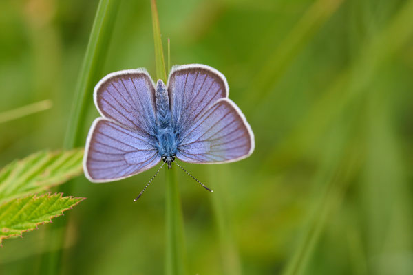 Rotklee-Bläuling - (Urlaub im Allgäu / Bayern vom  08.06. bis 19.06.2025)
