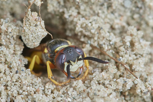 Nr.1301 - Philanthus triangulum / Bienenwolf - OB LMB - 51°29`11.55" 6°53`53.48" - (05.09.2019)