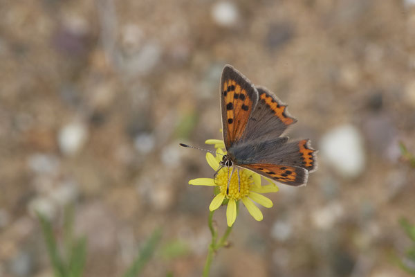 Kleiner Feuerfalter - Dinslaken Emschermündung - 51°33`52.87" 6°41`48.98" - (13.08.2020)