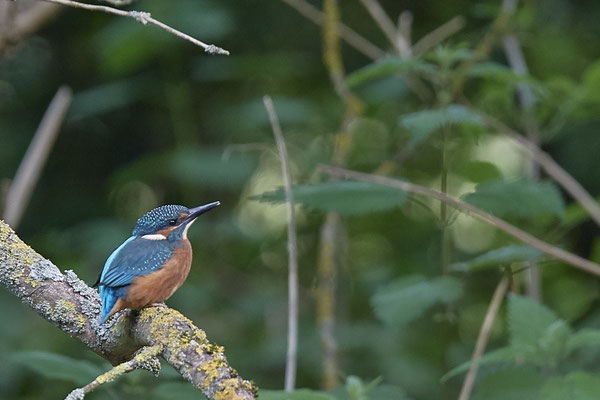 Eisvogel - Jungvogel, gerade ein paar Tage aus der Nesthöhle - (19.05.2020)