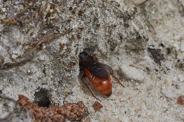Sphecodes albilabris - Renaturierte Kiesgruben in Weeze - (13.05.2021)