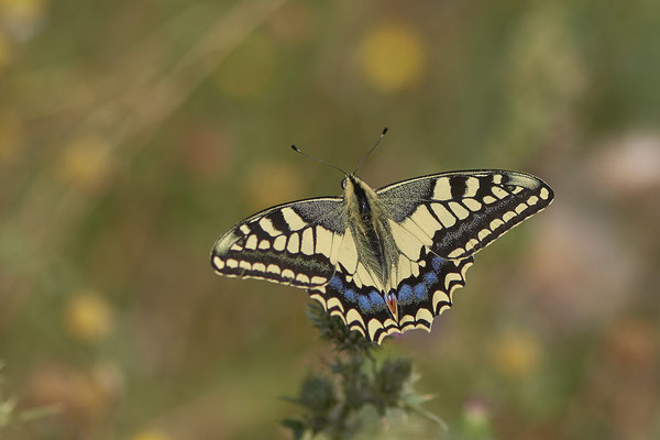 Schwalbenschwanz - Dinslaken an der Emschermündung - (22.07.2020)
