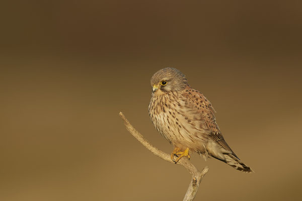 Turmfalke - Das alte Weibchen ist nicht mehr vor Ort, ein junges Männchen hat wohl das Revier übernommen - (12.01.2021)