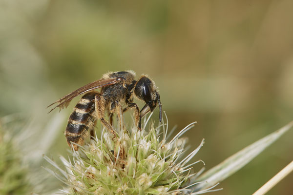 Halictus scabiosae / Gelbbindige-Furchenbiene - Dinslaken Emschermündung - (18.08.2020)
