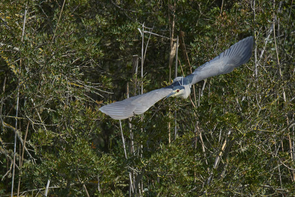 Nachtreiher ( Naturpark Albufera )