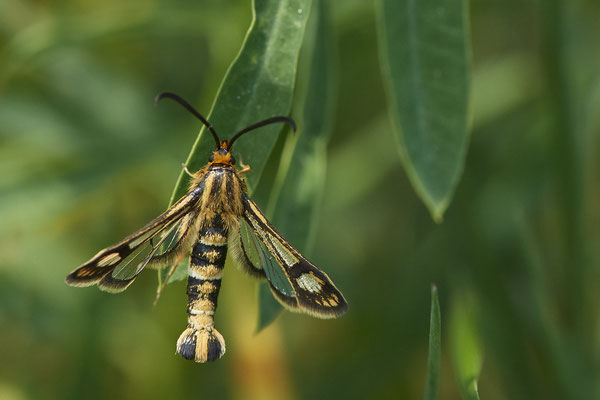 Eselswolfsmilch-Glasflügler - In den Rheinwiesen bei DU-Rheinhausen - (06.05.2022)