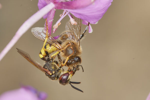 Nr.0885 - Philanthus triangulum / Bienenwolf - mit eroberter Honigbienen - OB LMB - 51°29`11.55" 6°53`53.48" - (27.06.2019)