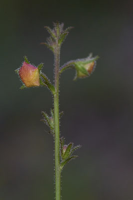Verbascum blattaria / Schaben-Königskerze - OB Zeche Sterkrade - (14.08.2019) ( In Deutschland gefährdet - 3+ gemäß der Roten Liste )