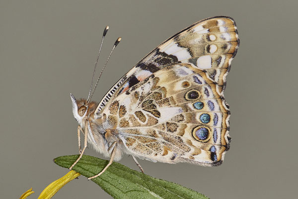 Distelfalter