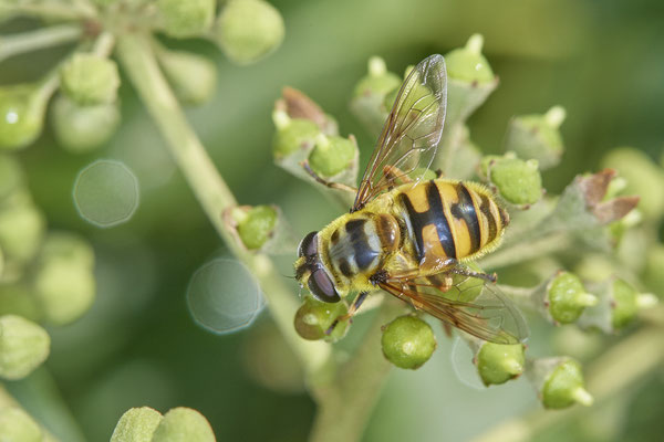 Nr. 5-1/23 - Totenkopfschwebfliege (Myathropa florea) - OB Weiherstraße-116 Parplatz Netto (24.09.2018)