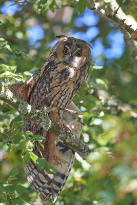 Waldohreulen im Schlafbaum am Niederrhein (20.09.2019)