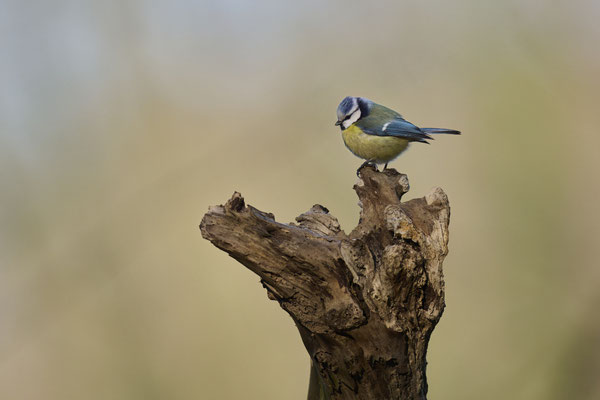 Blaumeise