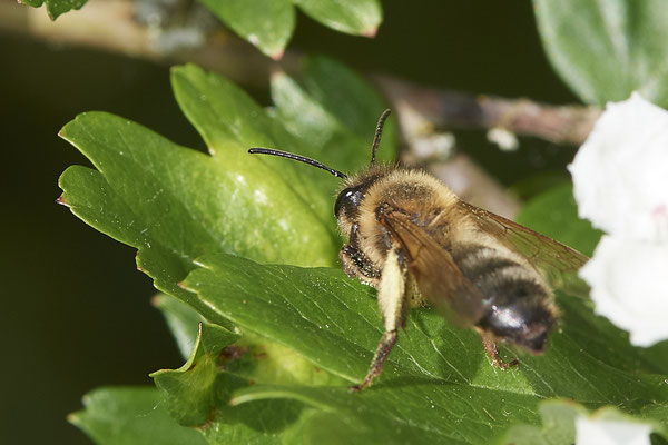 Andrena scotica w - Renaturierte Kiesgruben in Weeze - (13.05.2021)