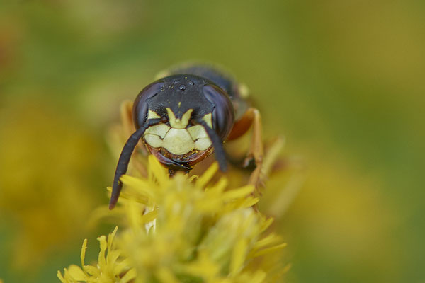 Nr. 02/13 - Bienenwolf Portrait Oberhausen Weiherstraße Waldteichgelände-2  (30.08.2018)