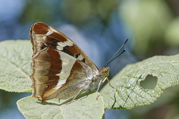 Großer Schillerfalter - (Urlaub im Allgäu / Bayern vom  08.07. bis 17.07.2022)