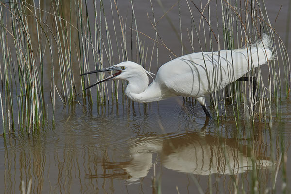 Seidenreiher ( Naturpark Albufera )