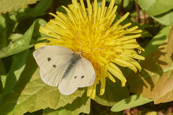 Kleiner Kohlweißling - OB-Hühnerstraße 42 - (15.04.2019)