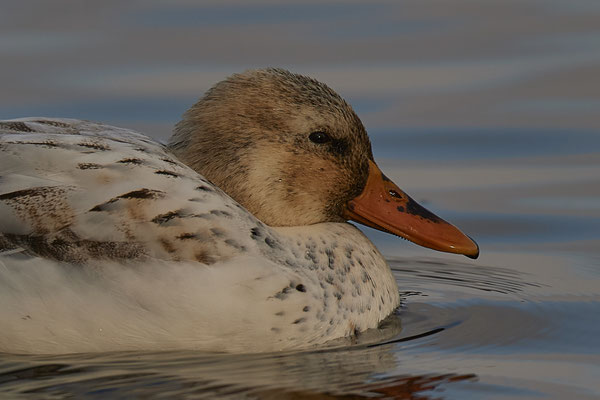 Stockente - Hybrit 4 - Nettetal, Damm Krickenbecker Seen (31.01.2019)