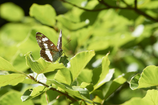 Kleiner Eisvogel - Hünxe - (28.06.2022)