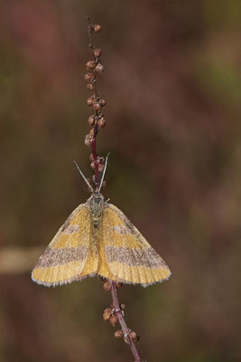 Lythria cruentaria / Ampfer-Purpurspanner - WES Lippedünen Aaper Vennekes - (12.08.2019)