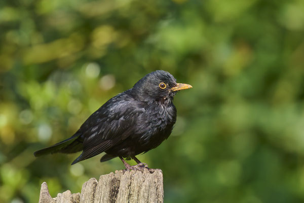 Heute im Garten - Amsel