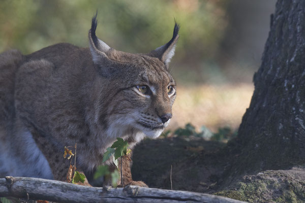 Luchs - 2ter Tag im Biotopwildpark Anholter Schweiz - (22.09.2020)