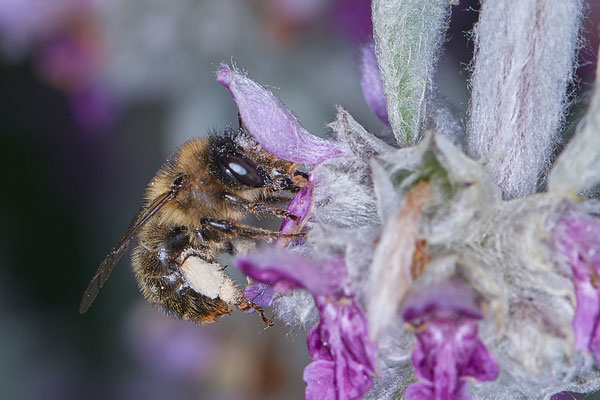 Nr.0776 - Ackerhummel - OB im Garten - 51°31`49.60" 6°50`56.50" - (21.06.2019)