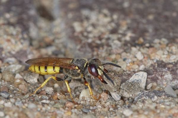Nr.0958 - Bienenwolf trägt dicke Steine aus der Brutröhre - OB im Garten - 51°31`49.60" 6°50`56.50" - (03.07.2019)