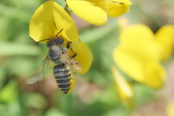 Nr.1244 - Megachile pilidens / Filzzahn-Blattschneiderbiene - Herten Zeche Ewald - 51°34`21.86"  7°08`50.28" - (31.08.2019)